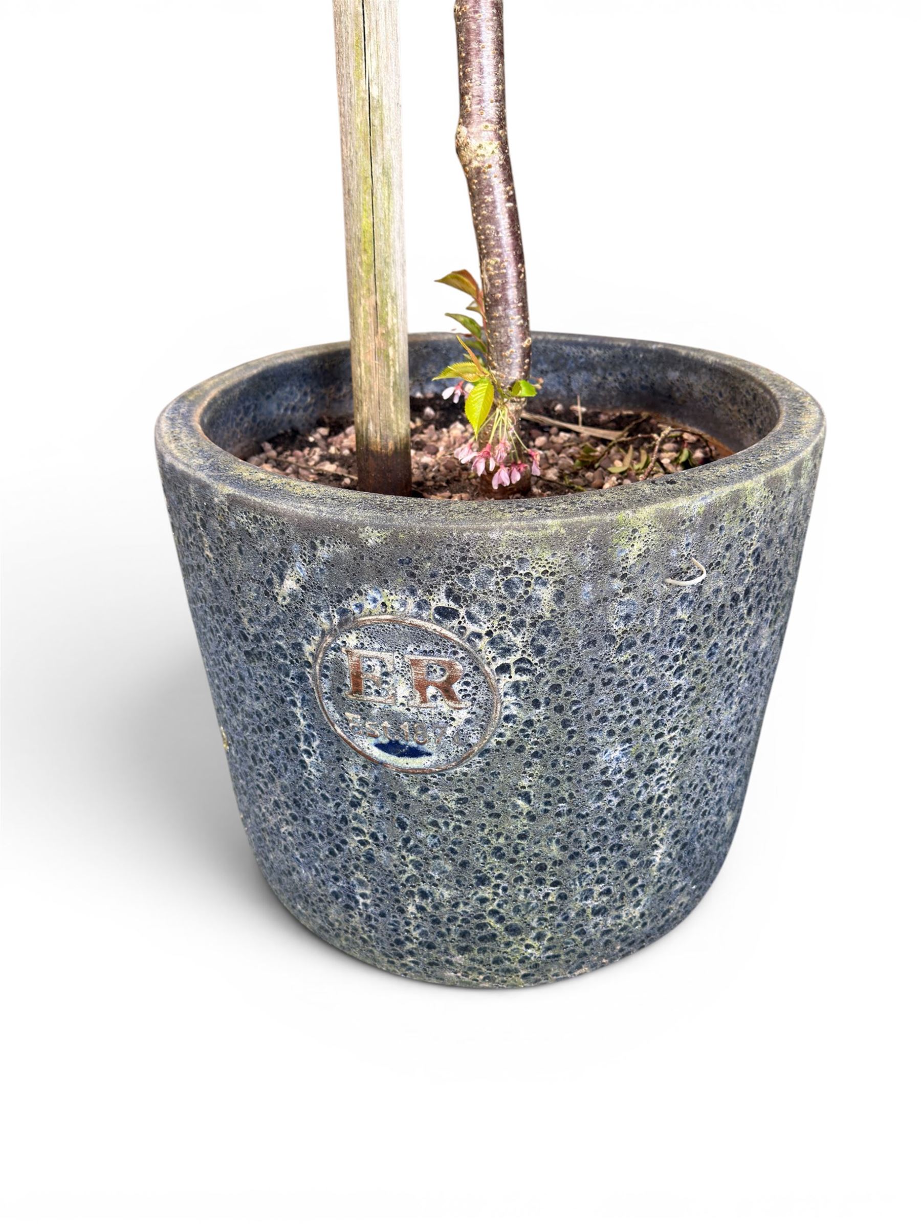 Pair of mature ornamental cherry trees, planted in lead-effect planters stamped ER
