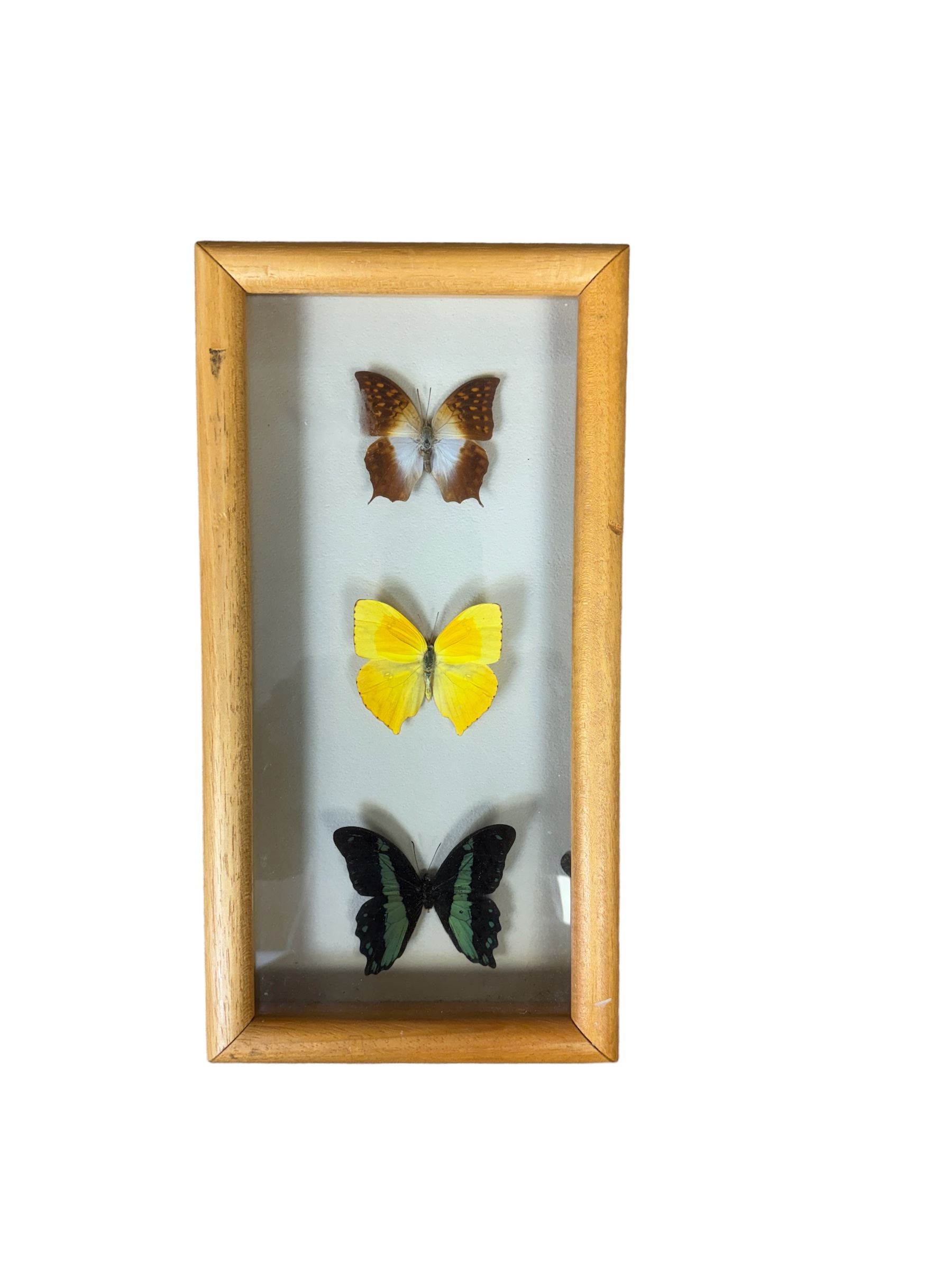 Entomology; Framed collection of twelve butterflies from Singapore, including Vindula erota, Danus melaneus, Pachliopta etc, together with another framed collection of three butterflies
