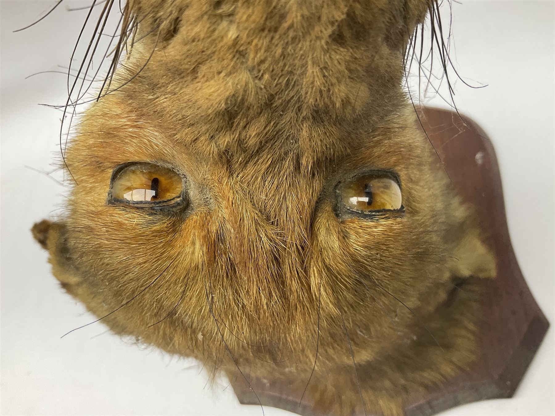 Taxidermy; Red fox mask (Vulpes vulpes), with mouth agape bearing teeth and ears back, mounted upon oak shield