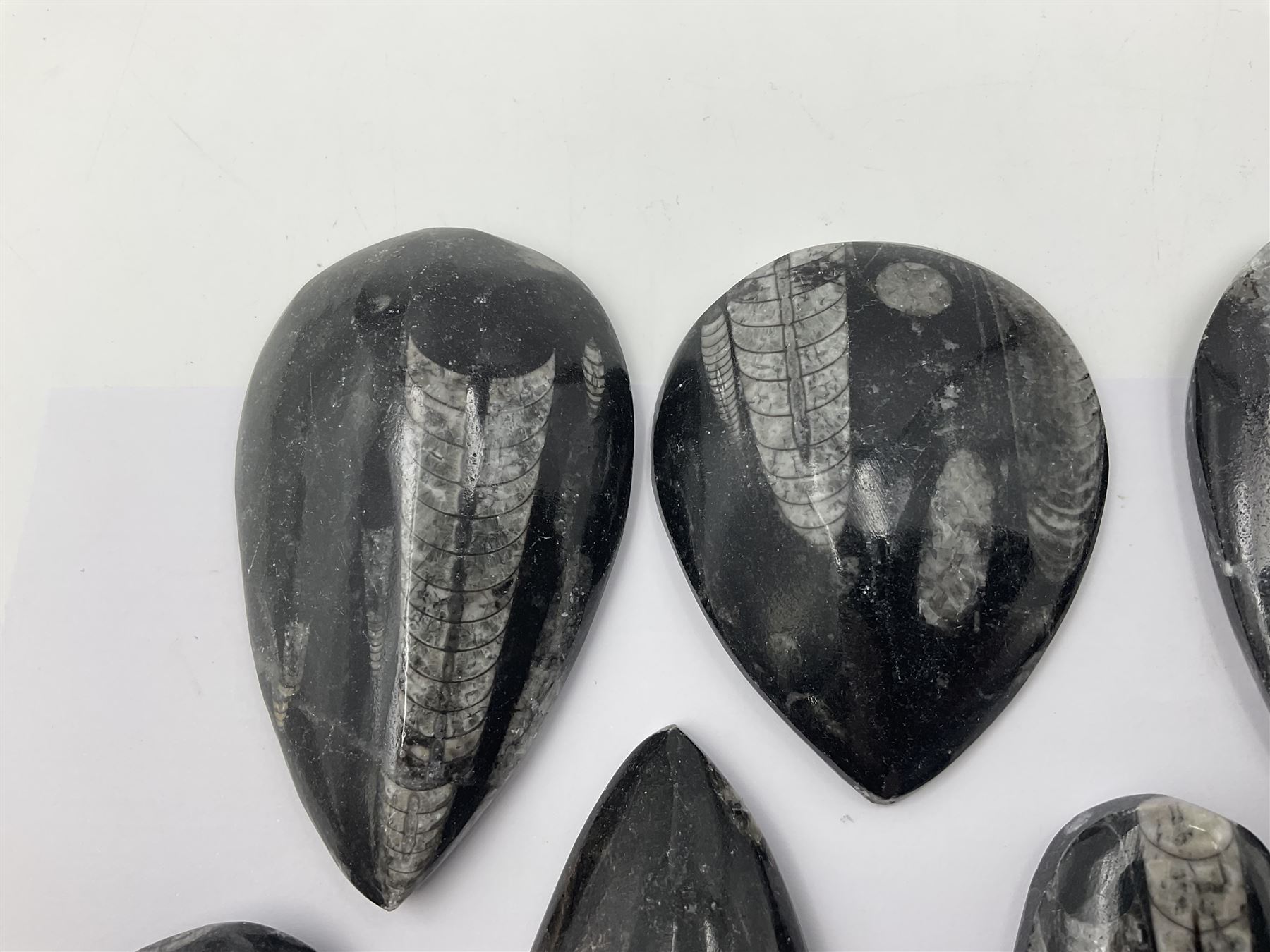 Ten individual polished orthoceras fossils, age; Devonian period, location; Morocco, largest L13cm, W4cm
