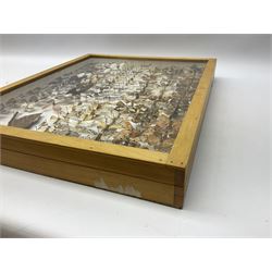 Entomology: Glazed entomology collector's drawer display of African and Asian butterflies and moths, a colourful display of one hundred and twenty six assorted specimens, collected from various regions of Africa and Asia, each with attached data labels, H50cm, W40cm
