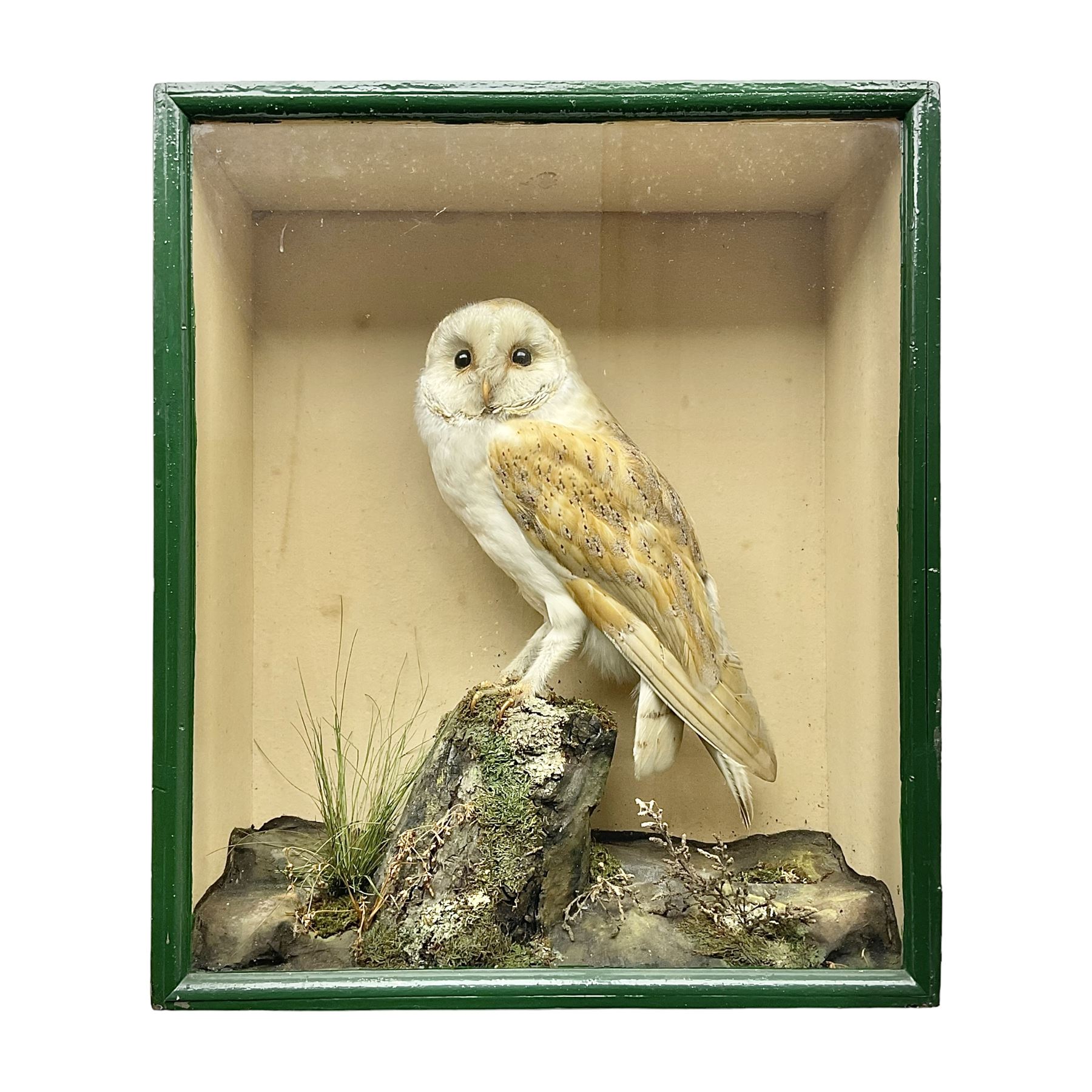 Taxidermy: Victorian cased Barn Owl (Tyto alba), full adult mount perched upon a tree stump amidst a natural setting, encased with an green single- glass display case, H46cm, L39cm, D17cm 