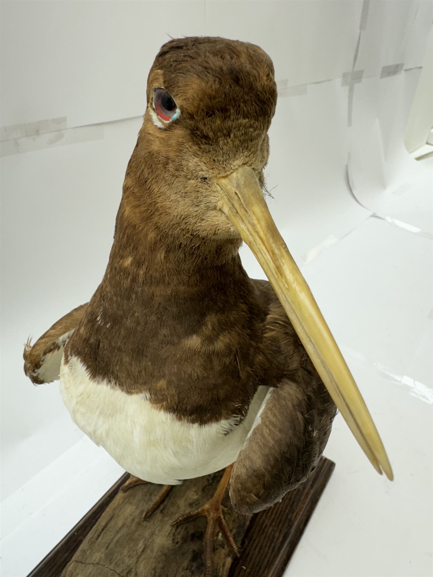 Taxidermy; Oystercatcher (Haematopus ostralegus), stoop upon driftwood upon a stepped wooden base, H35cm 