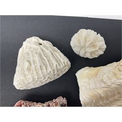 Conchology: collection of dried coral specimens together with a large collection of shells including cowrie shell, etc 