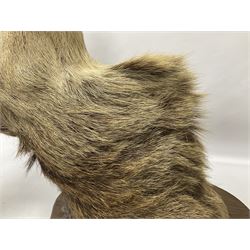 Taxidermy: Red Deer (Cervus elaphus), adult male imperial stag shoulder mount looking straight ahead, ten point antlers, mounted upon a shaped wooden shield, D65cm