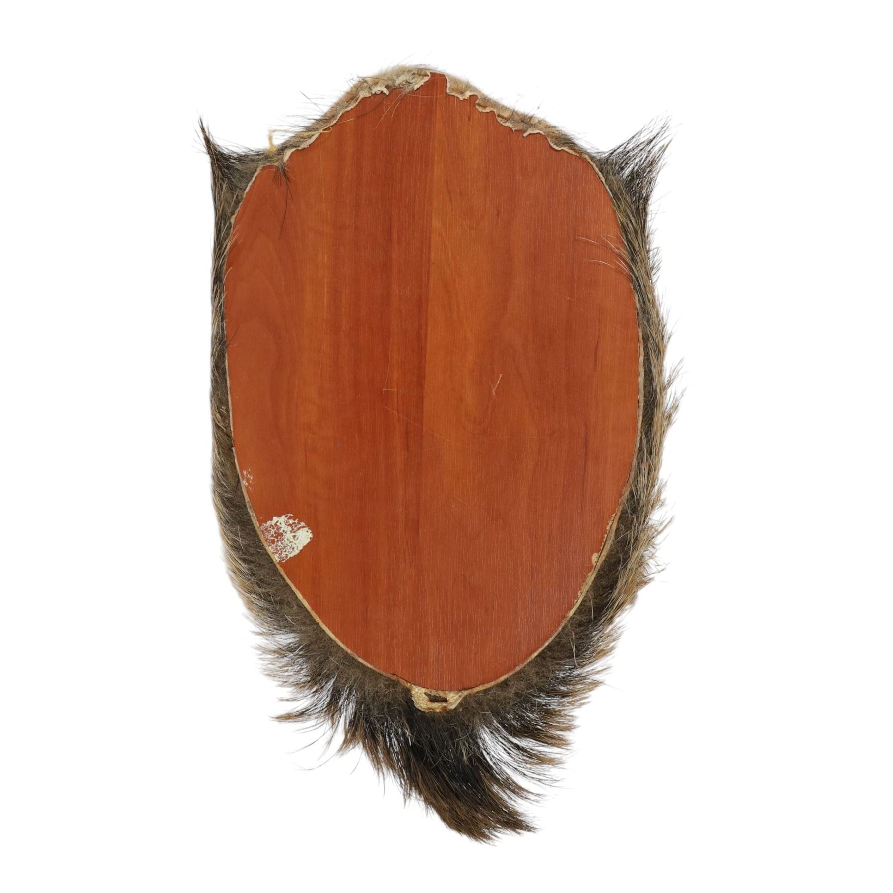 Taxidermy: A European Wild Boar (Sus scrofa), adult neck mount looking straight ahead, 50cm from wall