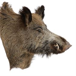 Taxidermy: A European Wild Boar (Sus scrofa), adult neck mount looking straight ahead, 50cm from wall