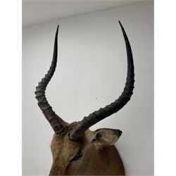 Taxidermy: Common Impala (Aepyceros melampus), adult male shoulder mount looking straight ahead, approximately H90cm