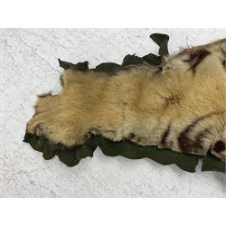 Skins/Hides: Victorian Tiger skin rug (tigris tigris), with green backing with scalloped edges,  L188cm  
