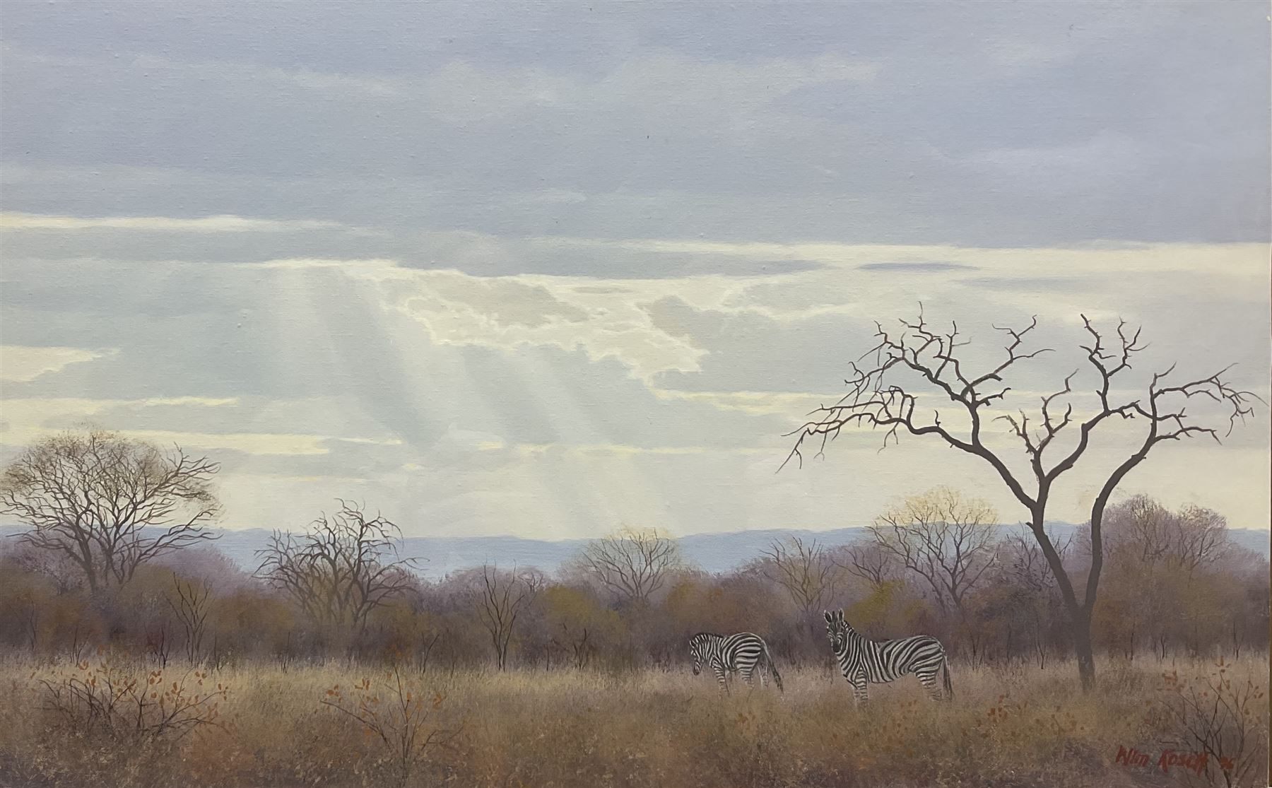 Wim Kosch (South African Contemporary): Zebra Grazing, oil on board signed and dated '96, 33cm x 53cm