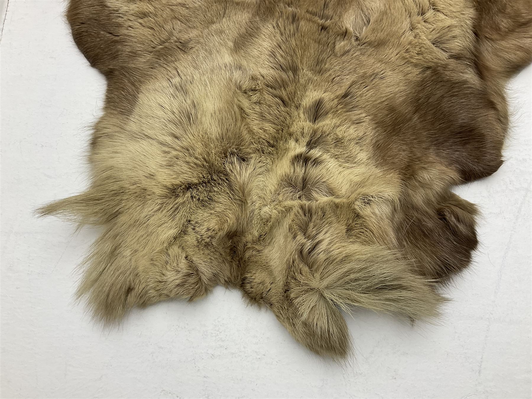 Taxidermy; Goat (Capra aegagrus hircus) pelt and deer (Cervidae) pelt, largest example L127cm