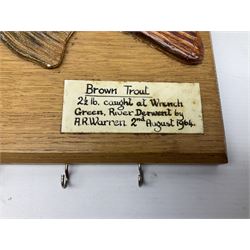 Plaster model of brown trout '2 1/2lb caught at Wrench Green, river Derwent by A R Warren 2nd August 1964', on a rectangular wooden plaque with hooks beneath, L51.5cm, H25cm 