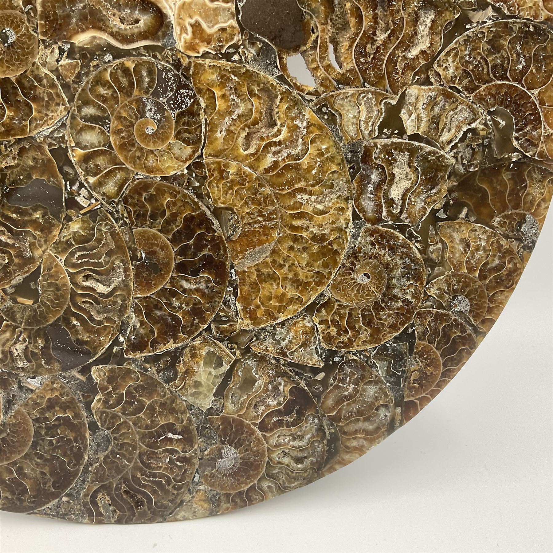 Polished ammonite plate, formed of individual ammonites, age: Jurassic period, D28cm