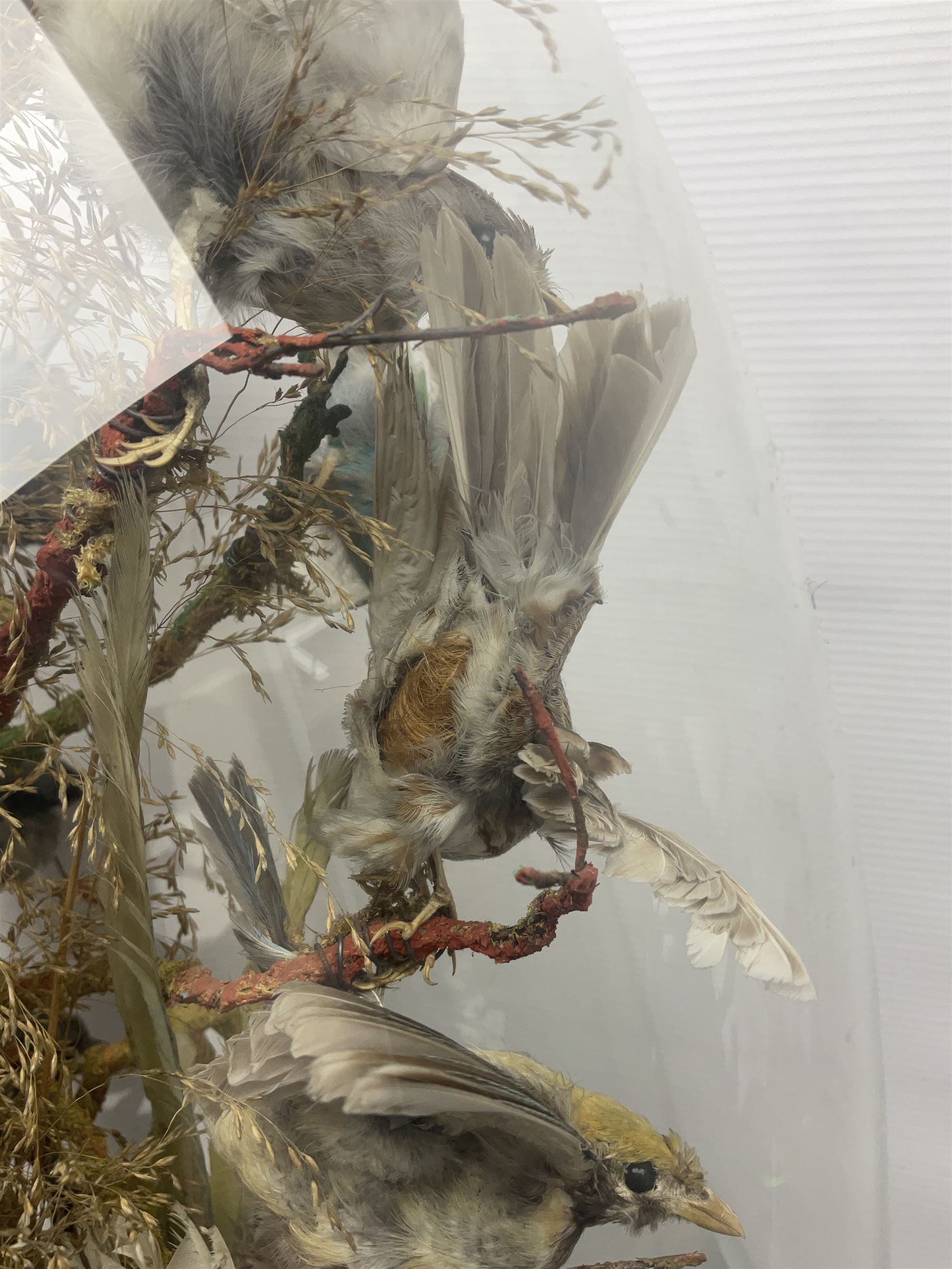 Taxidermy; large Victorian domed taxidermy diorama study of birds, with seventeen specimens including Ring Necked Parakeet, Blue Winged Warbler and Blackbird, the glass dome upon an ebonised wooden base, H77cm, W44cm