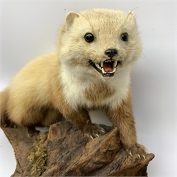Taxidermy: Polecat (Mustela putorius), full mount on open display upon naturalistic wooden base detailed with moss, approximately overall L60cm