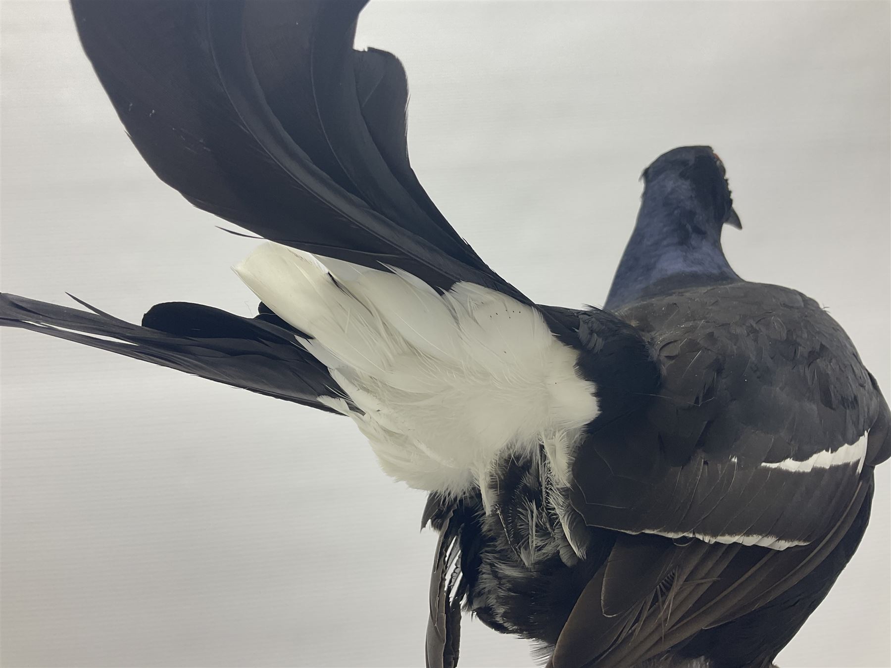 Taxidermy: Black Grouse (Lyrurus tetrix), full mount adult cockbird, open display perched upon a branch, H48cm