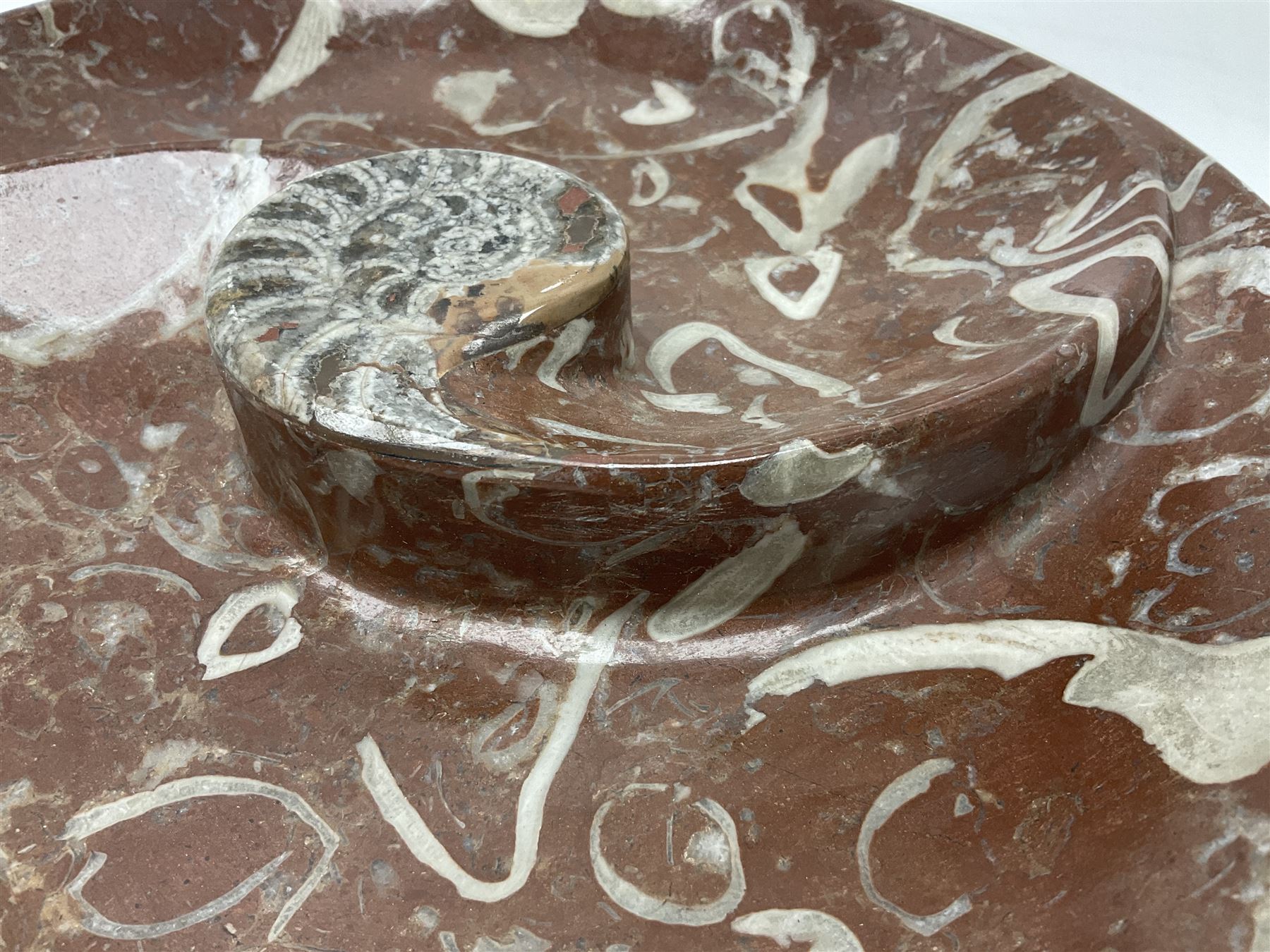 Large circular dish with a raised Goniatite to the centre and Orthoceras inclusion, age: Devonian period, location: Morocco, D30cm
