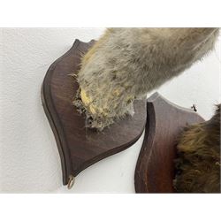 Taxidermy: Red fox masks (vulpes vulpes), the first example an unusual dark coloured adult head looking straight ahead, the second mount turning to the right with mouth agape bearing teeth, both on wooden shields 