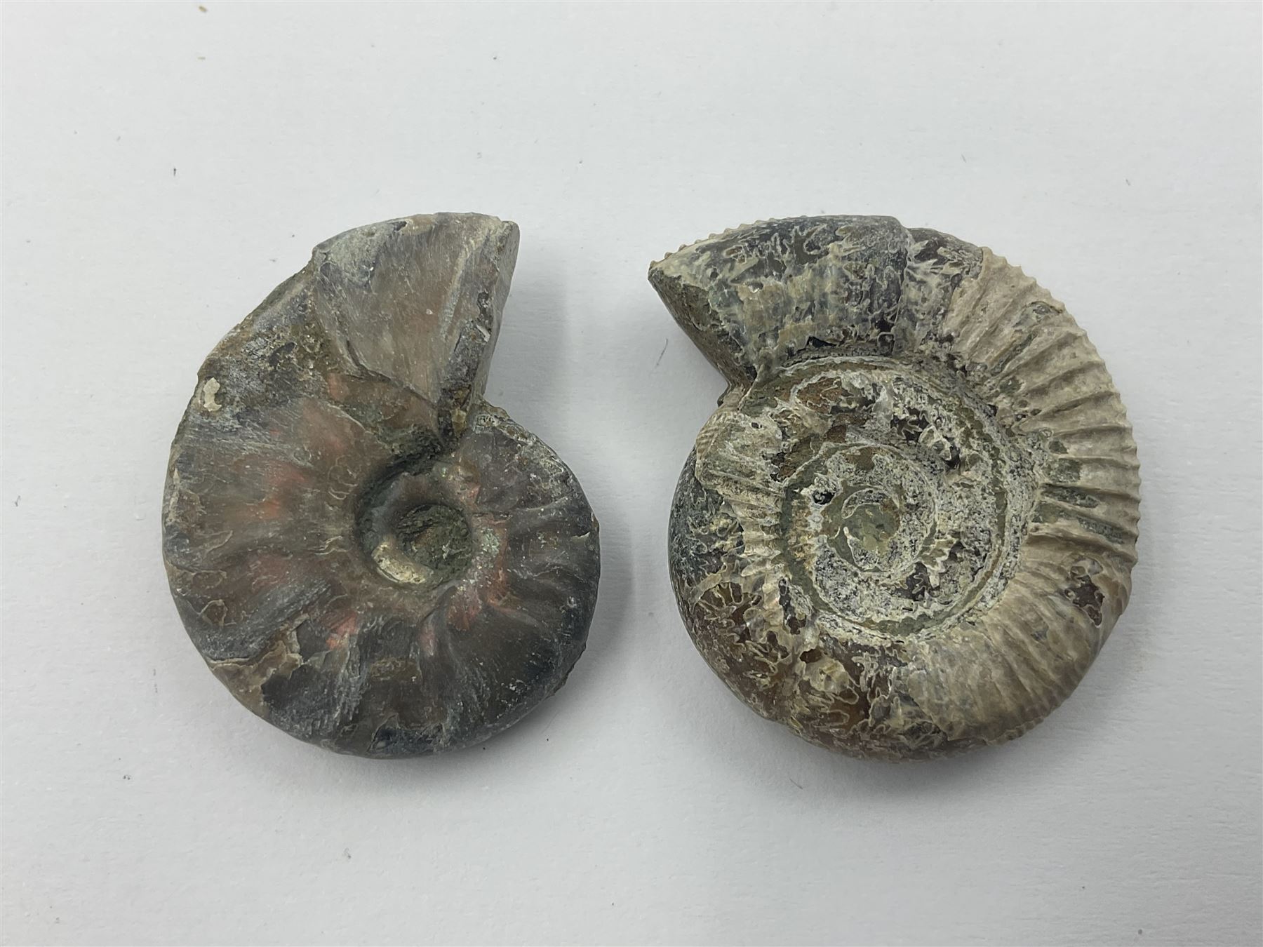 Ten ammonite fossils with nacreous aragonite shells, age; Cretaceous period, location: Madagascar, largest 3cm