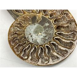 Paleontology: fossilized African Cleoniceras ammonite, the fossil specimen halved and polished, the interiors with crystal formation within chambers, Middle Cretaceous period, c 100 million years old, Madagascar, L8.5cm