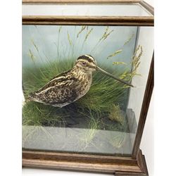 Taxidermy: 20th century cased  Common Snipe (Gallinago gallinago), mounted upon naturalistic ground work with soil and grasses, set against a painted sky backdrop, encased within a four pane display case with four bracket feet, with taxidermist paper label beneath detailed David Astley Taxidermist, H26.5cm L29cm D18.5cm