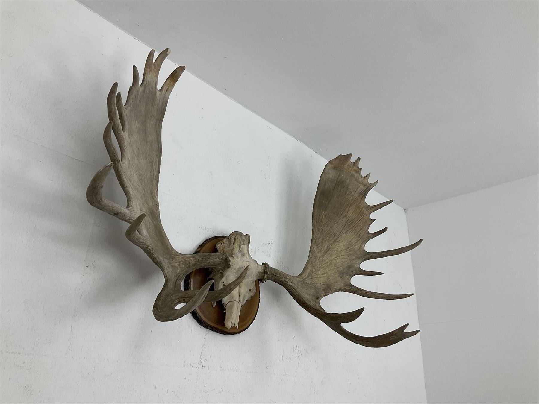 Antlers/Horns North American Moose Antlers (Alces alces), adult bull