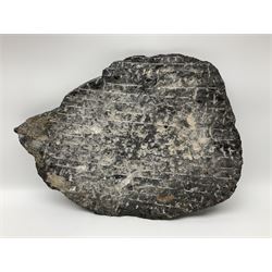 Orthoceras fossil group, age: Devonian period, H39cm, L54cm
