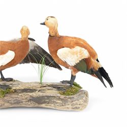 Taxidermy: Pair of Ruddy Shelducks (Tadorna ferruginea), a pair of full adult mounts, stood upon wooden logs with moss, H48cm, L80cm