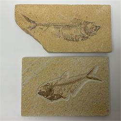 Two fossilised fish (Knightia alta) each in an individual matrix, age; Eocene period, location; Green River Formation, Wyoming, USA, largest matrix H8cm, L16cm