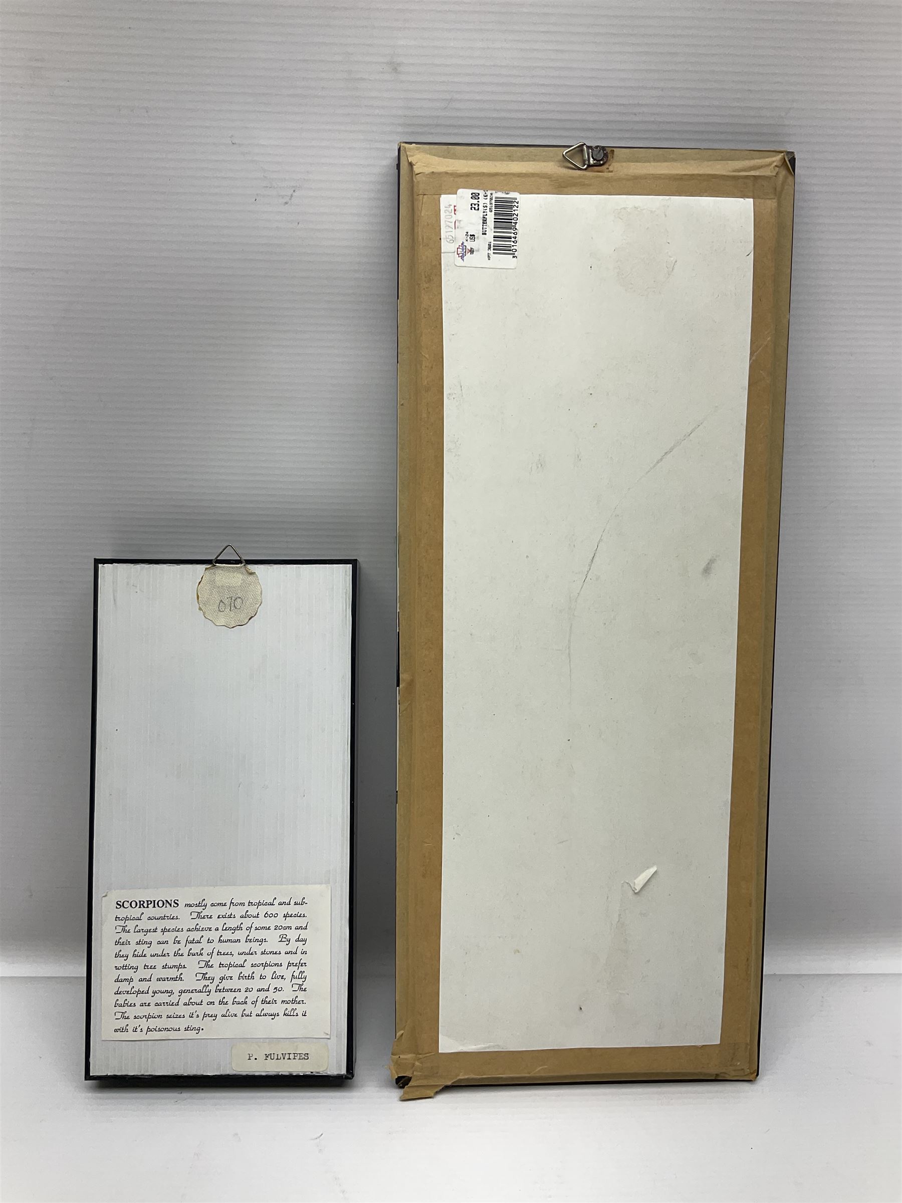 Entomology: Framed set of three specimens comprising two Giant Forest Scorpions (palamnaeus fulvipes) and a Tarantula (eurypeima spinicrus), together with another framed Giant Forest Scorpions (palamnaeus fulvipes)