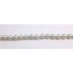  Single string of grey pearls, on heavy 18ct gold diamond set clasp stamped 750  