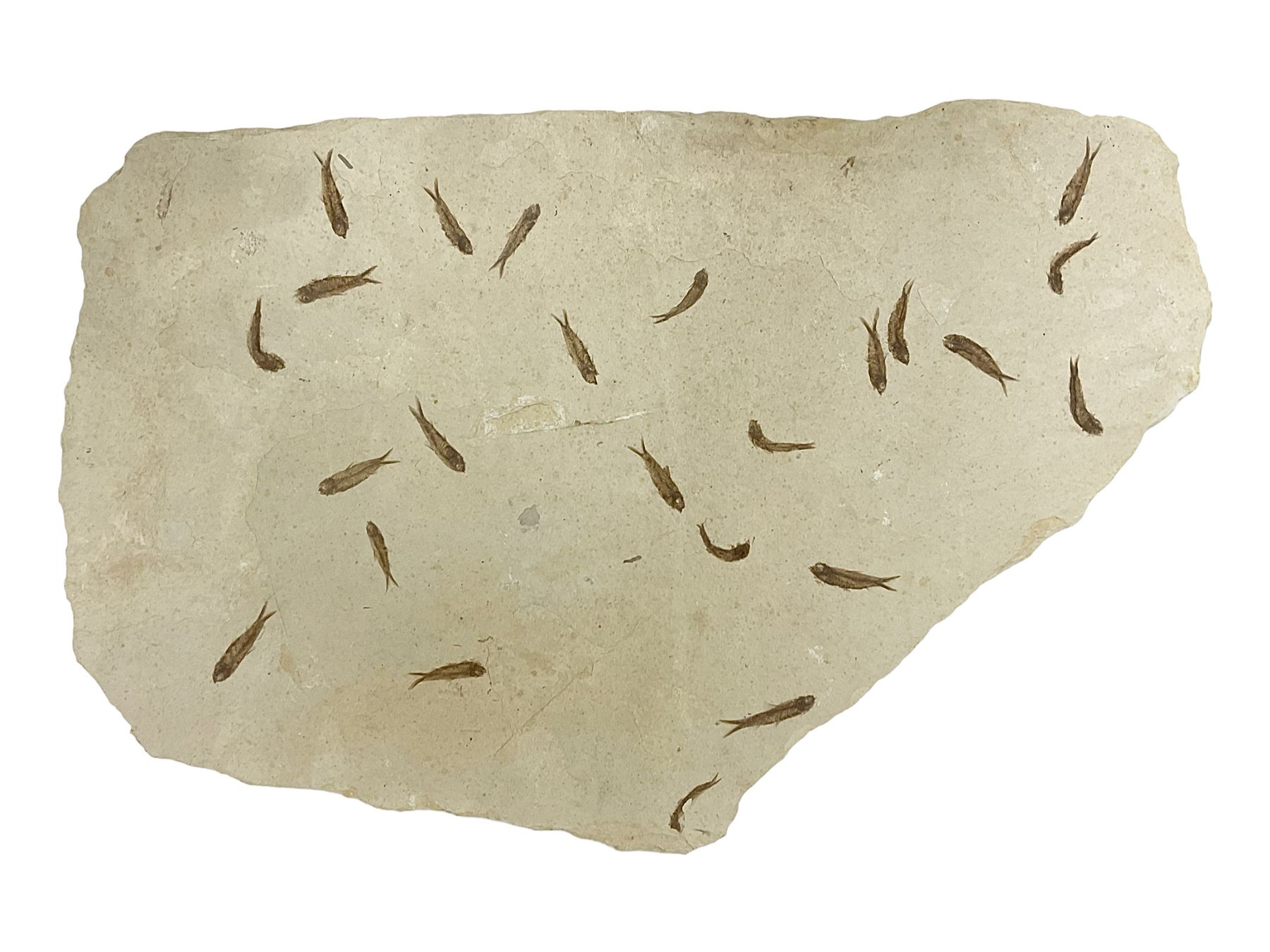 Fossilised fish group in a single matrix; shoal of fossilised fish (Knightia alta), age; Eocene period, location; Green River Formation, Wyoming, USA, matrix L71cm, H46cm