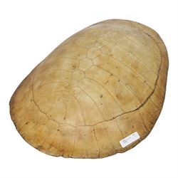 Natural History: Giant South American River Turtle Blonde Shell (Podocnemis expansa), circ...