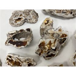 Large collection of Agatized Coral, largest H11cm (12)