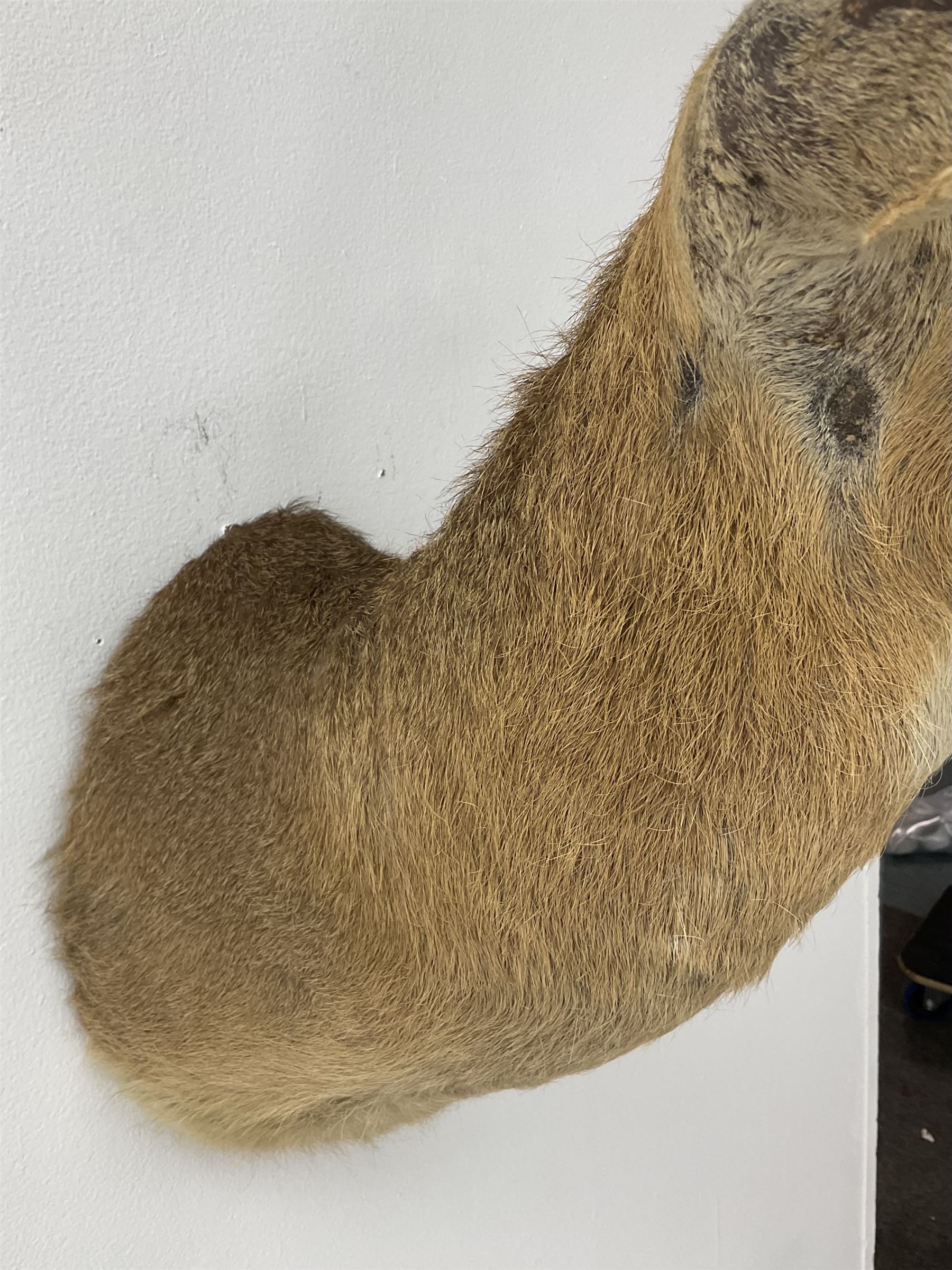 Taxidermy: South African common reedbuck (Redunca Arundinum) male, high quality shoulder mount looking straight ahead, H87cm W38.5 at widest point.  