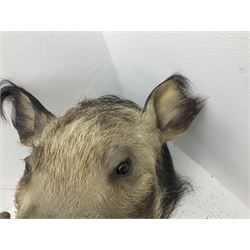 Taxidermy: African bushpig (Potamochoerus larvatus), male shoulder mount looking straight ahead, with mouth agape,  D55cm