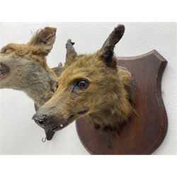 Taxidermy: Red fox masks (vulpes vulpes), the first example an unusual dark coloured adult head looking straight ahead, the second mount turning to the right with mouth agape bearing teeth, both on wooden shields 