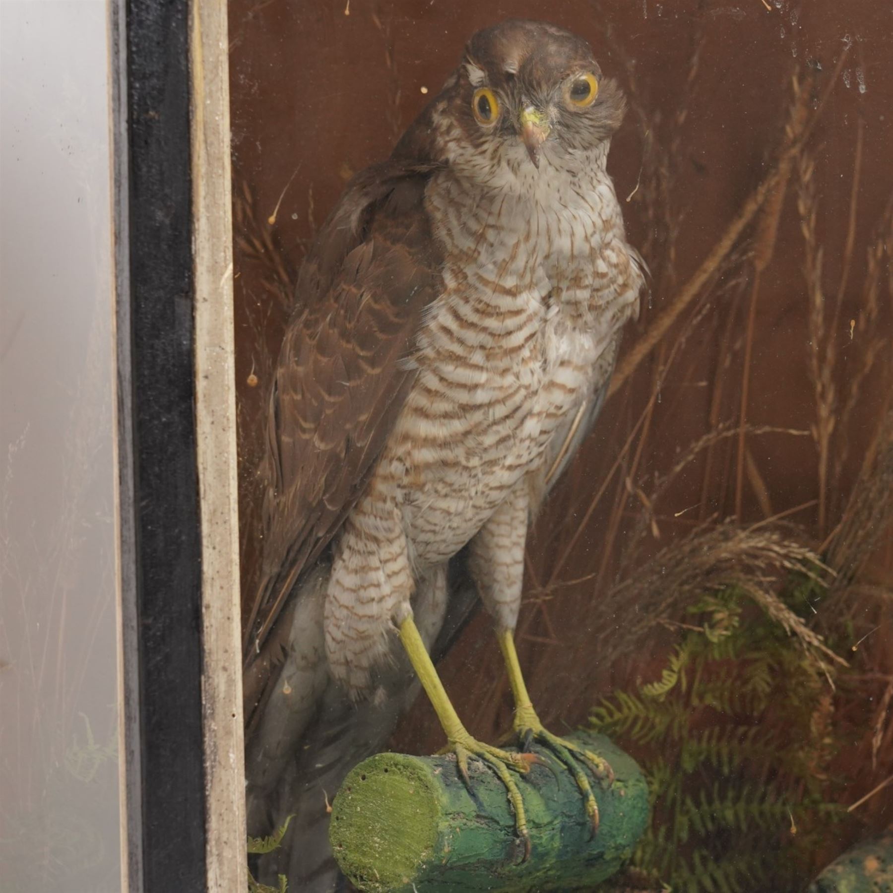Taxidermy - Victorian pair of Eurasian Sparrow Hawks (Accipiter Nisus), male and female full mounts, modelled upon a naturalistic setting, within an ebonised display case