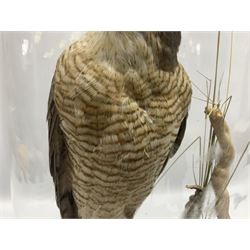 Taxidermy; Victorian European Sparrowhawk (Accipiter nisus), a full mount adult with pray,  perched upon a tree stump amidst a naturalistic setting, encased within a glass dome with an ebonised base, H55cm
