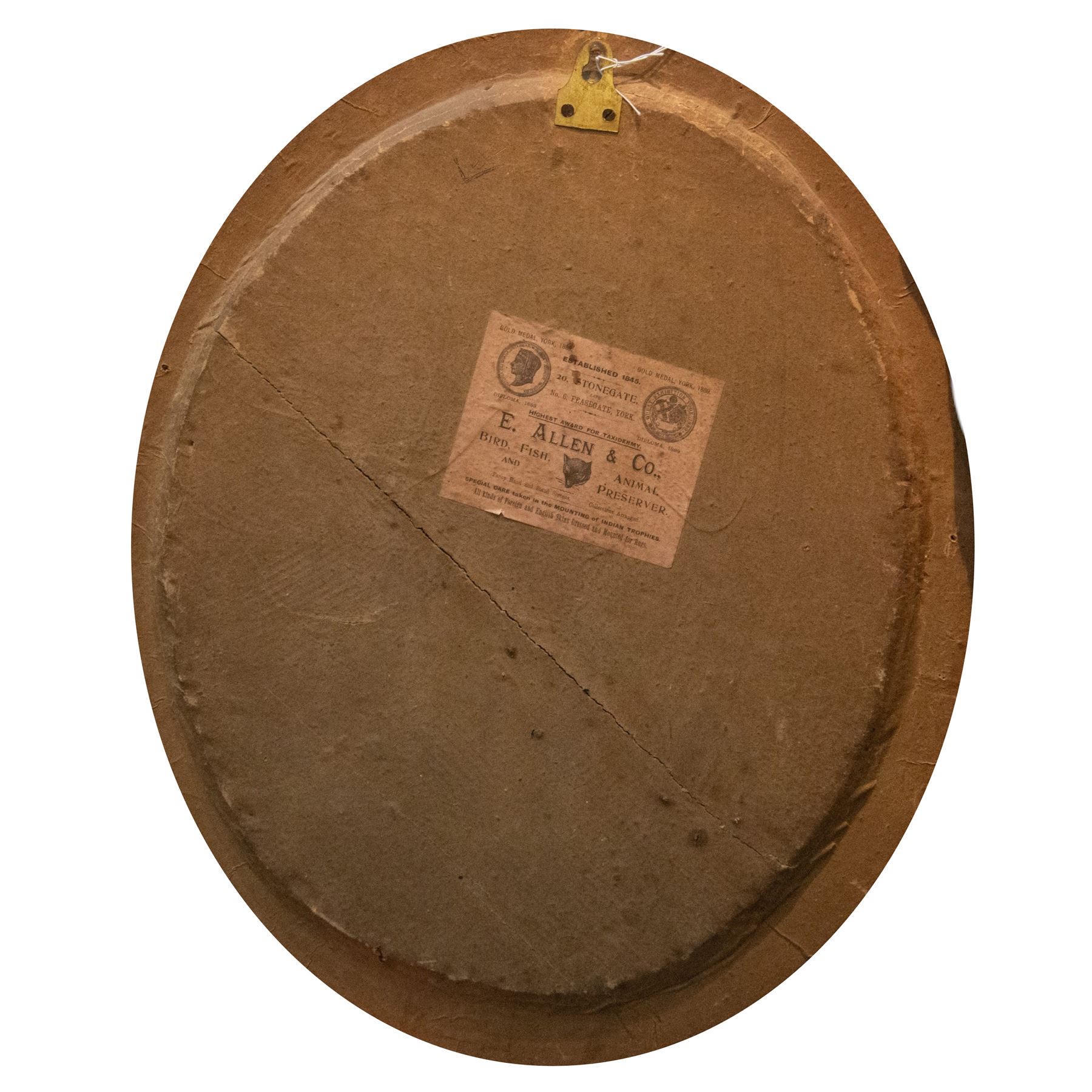 Taxidermy: Pair of Victorian wall mounted kingfisher (Alcedinidae) dioramas by Allen & Co, York, each with two Kingfishers in a naturalistic setting upon a pained back drop, behind convex glass with an ebonised oval frame, with taxidermist paper label verso detailed E Allen & Co No 20 Stonegate York, H58cm