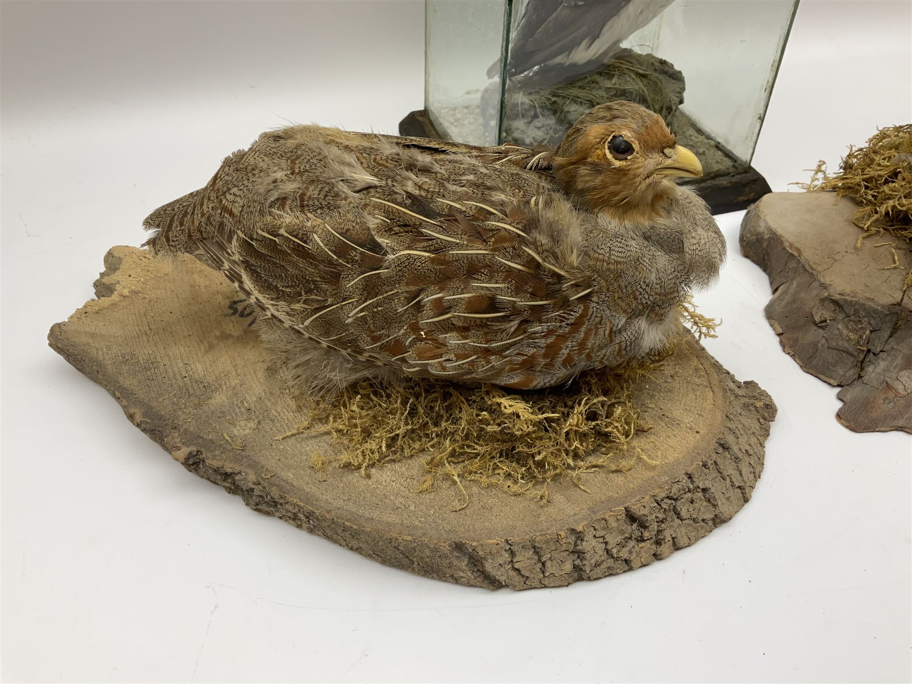 Taxidermy: Female green-winged teal duck (Anas carolinensis), on open display upon tree mount detailed with moss H15.5cm, together with gray partridge (Perdix perdix), on open display upon tree mount detailed with moss, H16cm and a cased young guillemot, standing on a naturalistic base, encased within a five pane display case, H27cm. 