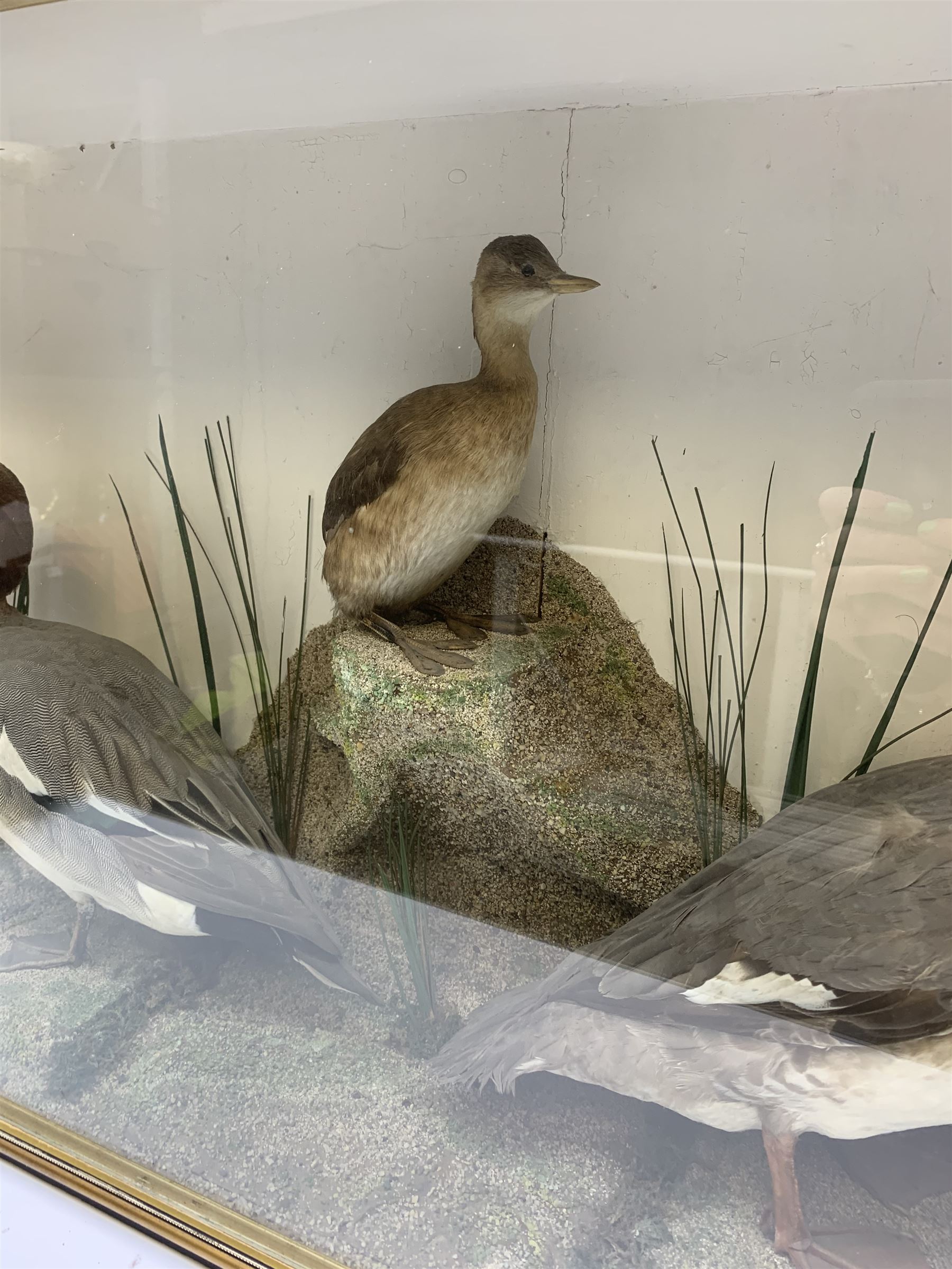 Taxidermy: female Goosander (Mergus Merganser), male Green Wing Teal Duck (Anas Carolinensis), and Little Grebe (Tachybaptus Ruficollis), in naturalistic setting detailed with long grass, set against a painted cream backdrop, encased within an ebonised single pane display case, with taxidermist paper label verso detailed J E Massey, Finkle Street, Malton, H50.5cm W89cm D21cm