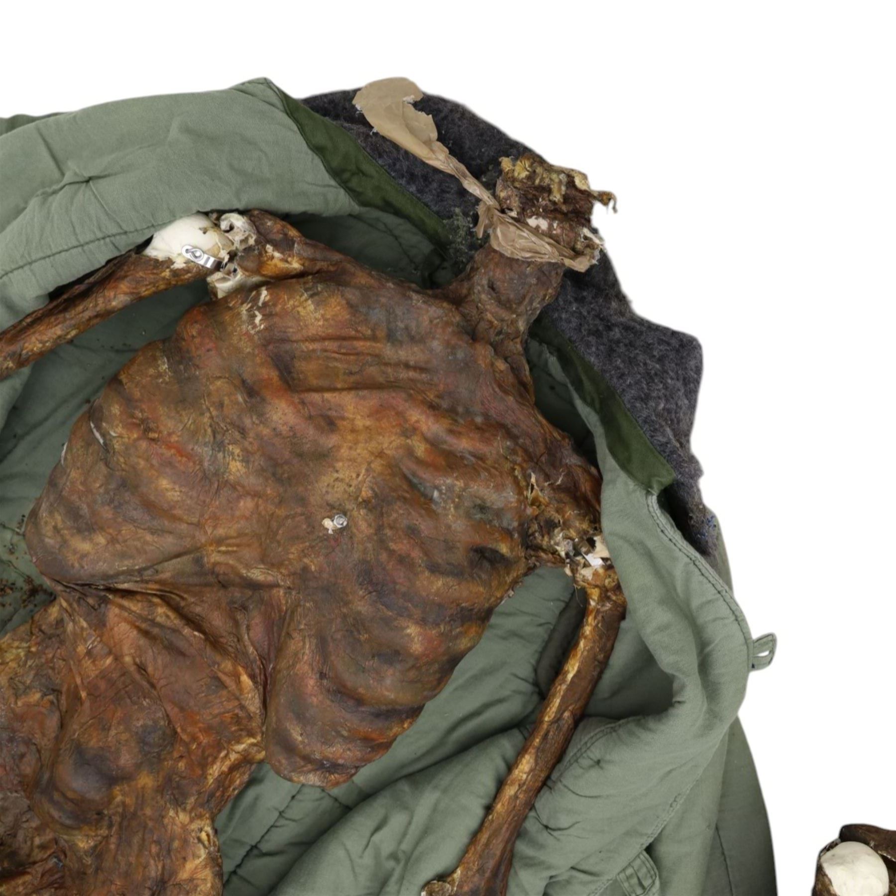 FILM PROPS; four decomposing prop cadavers, each with articulated joints and limbs, likely from a TV or film production, each prop displays intricate detailing with realistic aging and weathering, with a body bag