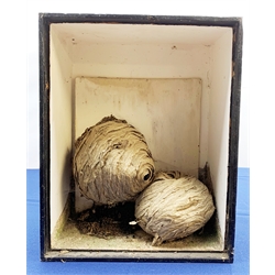 Taxidermy: Curlew (numenius aequath), full mount, approximately H39.5cm, together with a Swift, full mount, two wasps nests in open fronted display case W30cm H38cm; an ostrich egg; three bird of prey masks; framed case of butterflies including Morpho, (a/f), and ferret muzzle