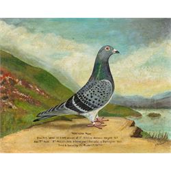 After William Andrew Beer (British 1862-1954): 'Northern Pride' - Study of the Racing Pige...