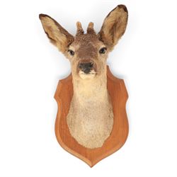 Taxidermy: European Roe Deer (Capreolus capreolus), shoulder mount, together with Roe deer antlers on cut upper skull