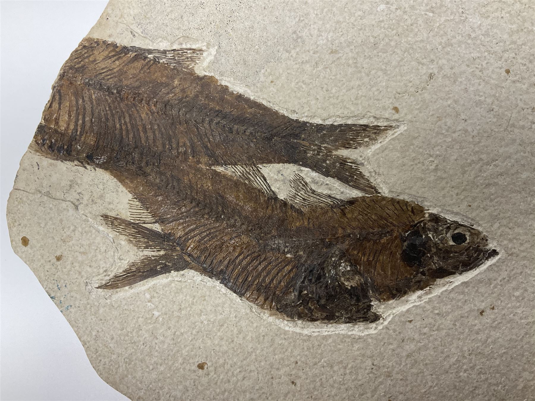 Four fossilised fish (Knightia alta) in a single matrix, age; Eocene period, location; Green River Formation, Wyoming, USA, matrix H25cm, L31cm