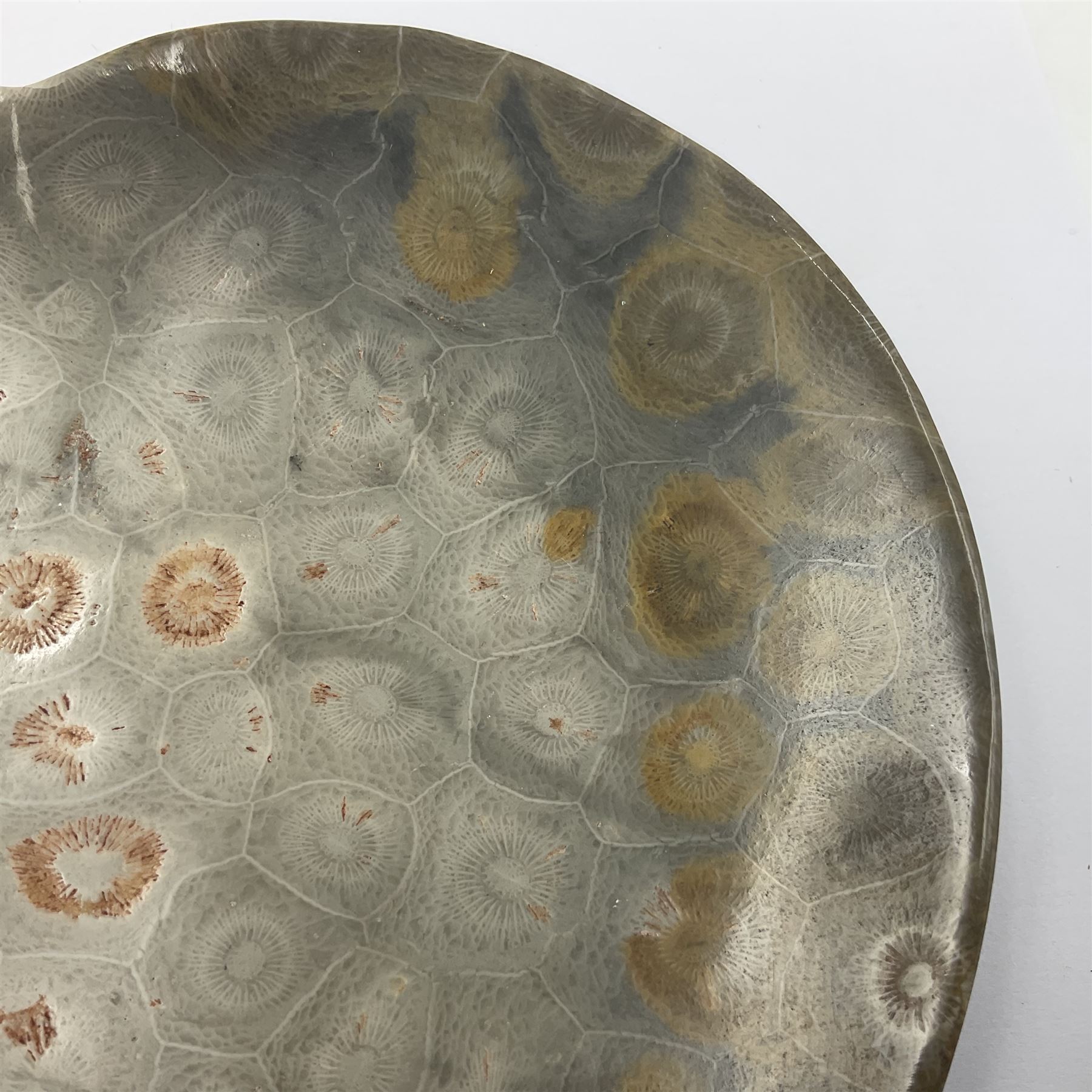 Two graduating fossilised coral dish in the form of hearts, largest D16cm