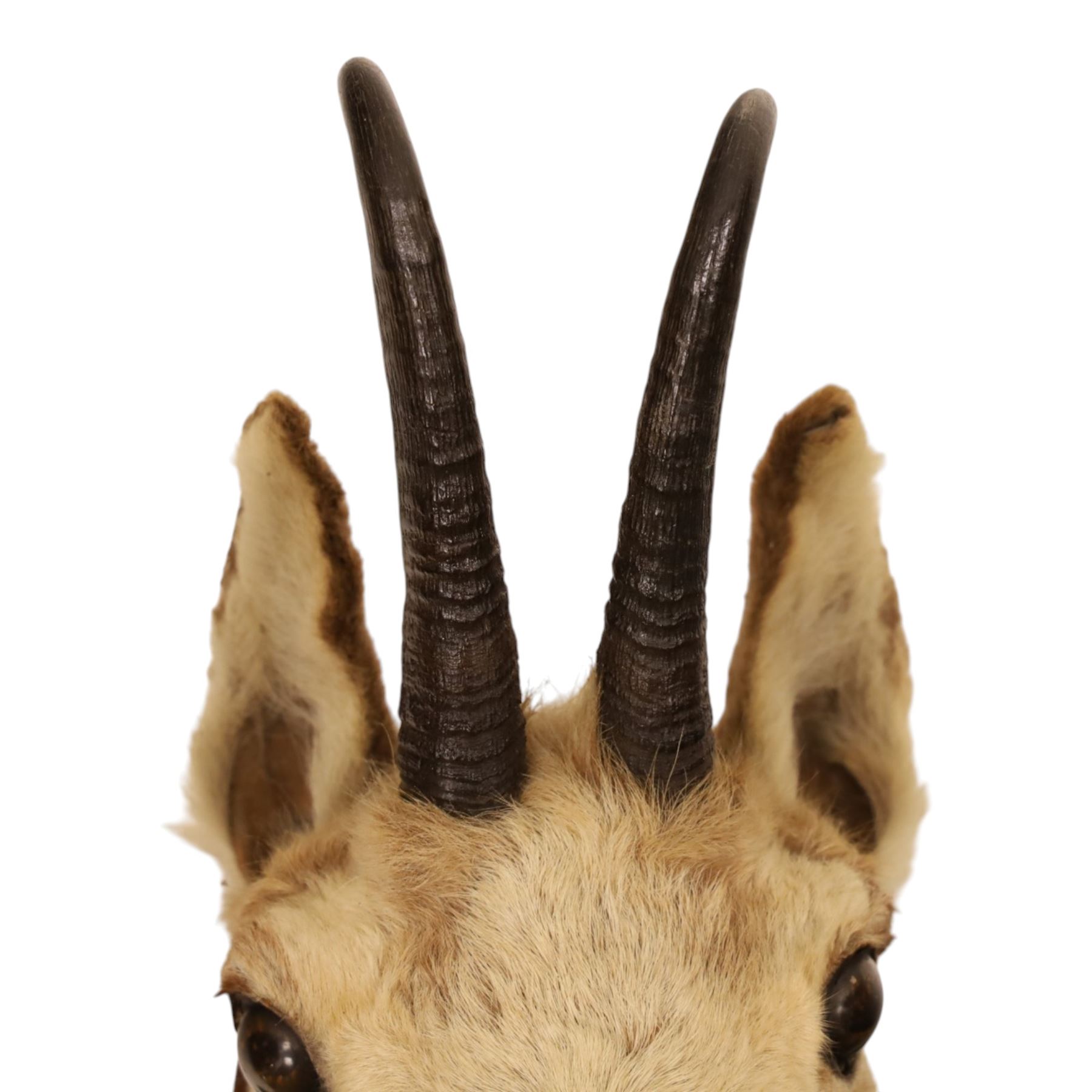 Taxidermy - Alpine Chamois (Rupicapra rupicapra), adult male shoulder mount with head facing front, mounted on wooden shield, H64cm