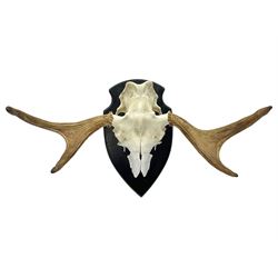 Antlers/Horns: Pair of European Moose (Alces alces) horns with upper skull, mounter upon a wooden shield, H45cm